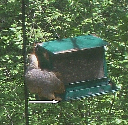 Squirrel_5.jpg