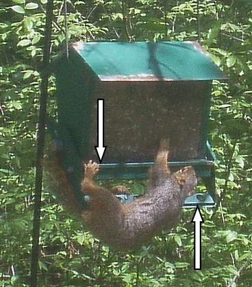 Squirrel_6.jpg