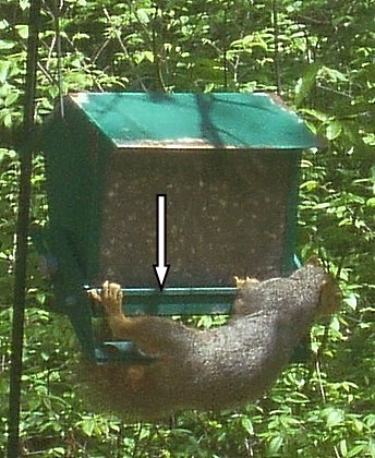 Squirrel_7.jpg