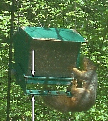 Squirrel_8.jpg