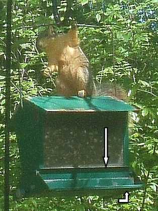 Squirrel_9.jpg
