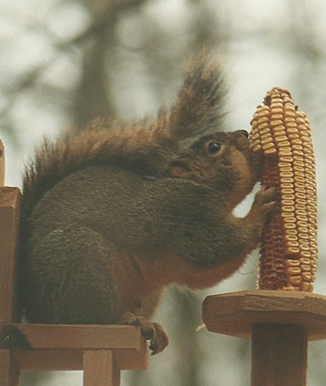 Squirrel_eating_corn.jpg