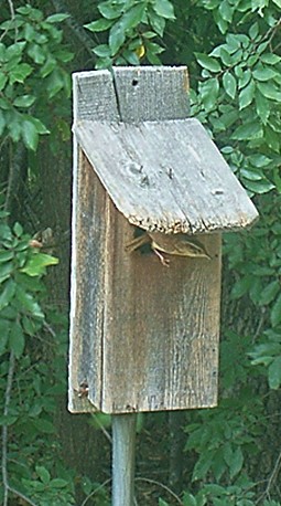 Wren_2.jpg