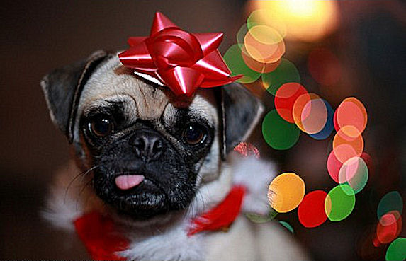 Xmas_Pug.jpg