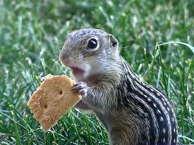 chipmunk-funny-animal.jpg