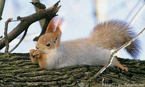 cute_animal_11.jpg