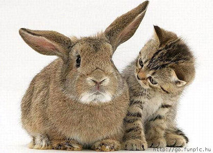 cute_animal_2.jpg