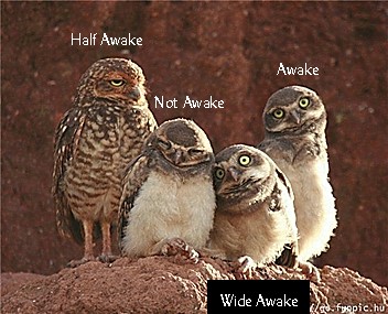 cute_animal_7.jpg