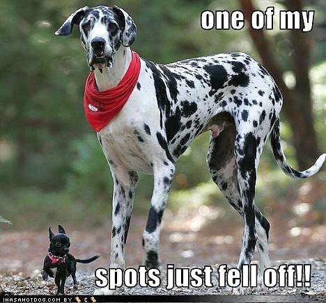 dalmation_spot_fell_off.jpg