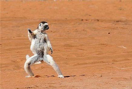 dancing_lemur.jpg