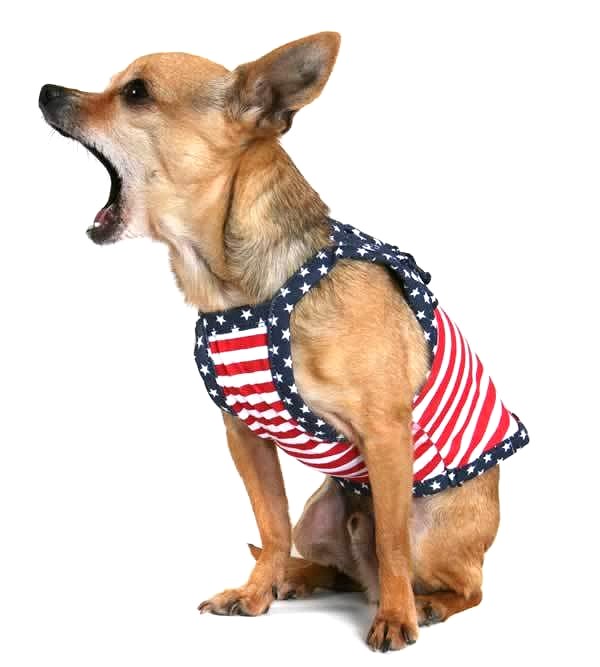 dog-picture-photo-chihuahua-patriotic.jpg