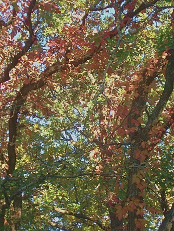 fall_leaves1.JPG