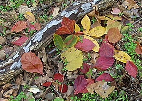 fall_leaves4.JPG