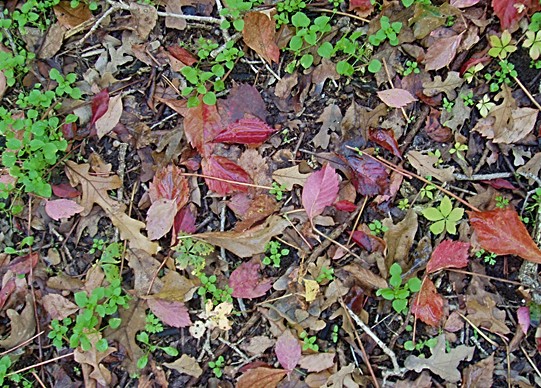 fall_leaves5.JPG