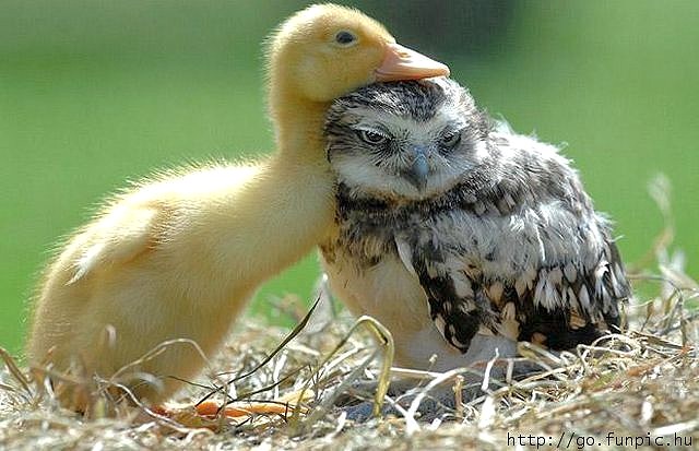 fun_animal_pic_10.jpg