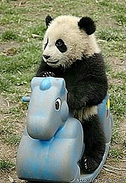 fun_animal_pic_11.jpg