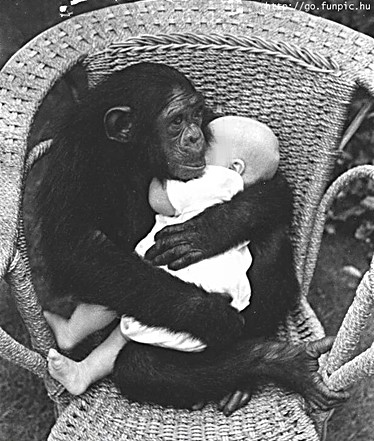 fun_animal_pic_9.jpg