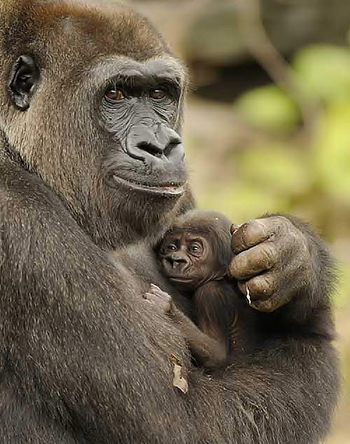 gorilla_mom_and_baby.jpg