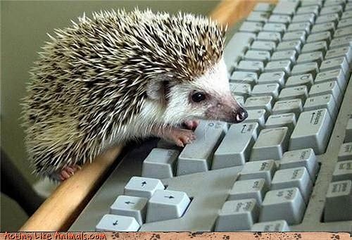 hedgehog_on_computer.jpg