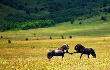 horses.jpg