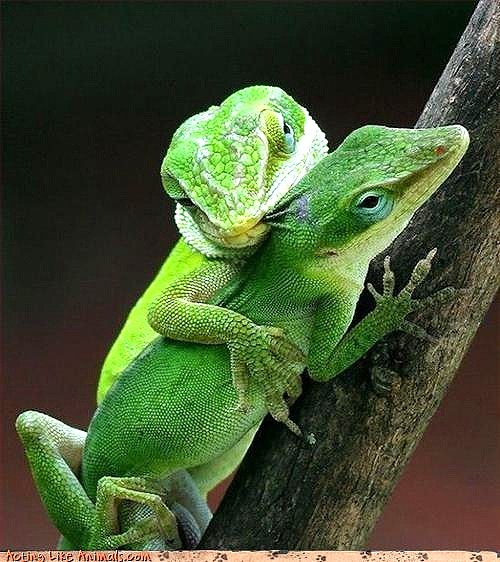 lizard_love.jpg
