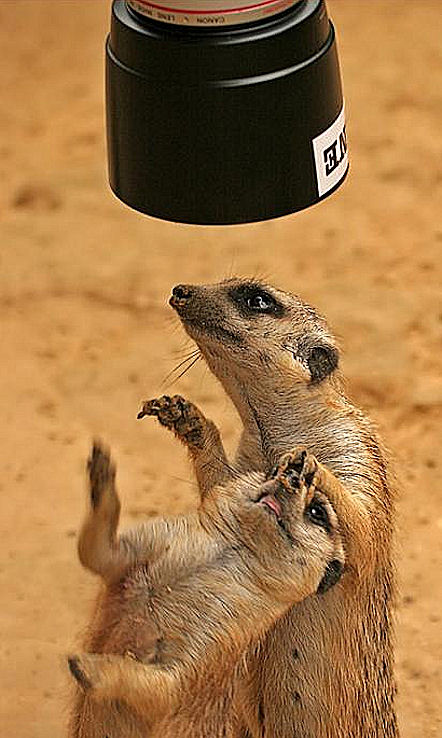 meerkats_with_camera.jpg