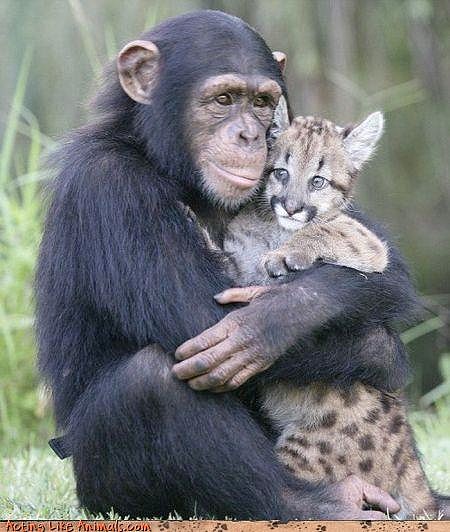 monkey_hugs_leopard.jpg