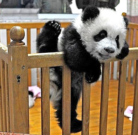 panda_escape.jpg