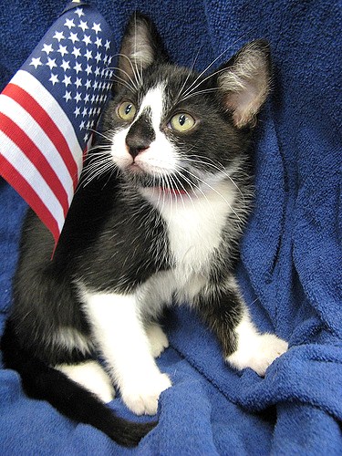 patriotickittie.jpg
