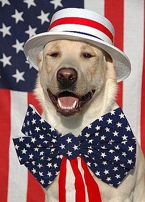 patrioticlabrodor.jpg