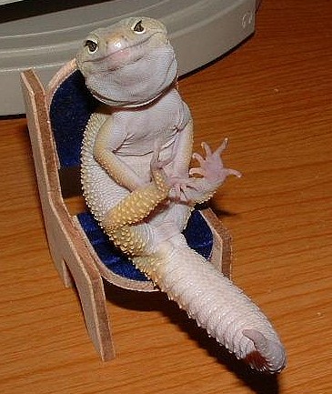 photogenic_gecko.jpg