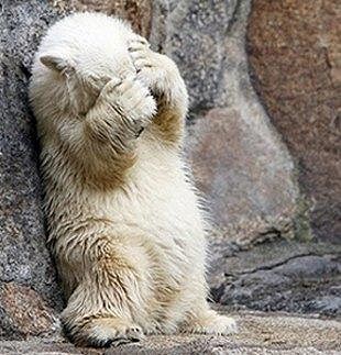 polar_bear_hiding.jpg