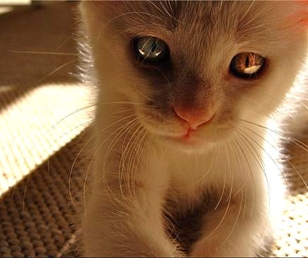 sad-eyed_kitty.jpg