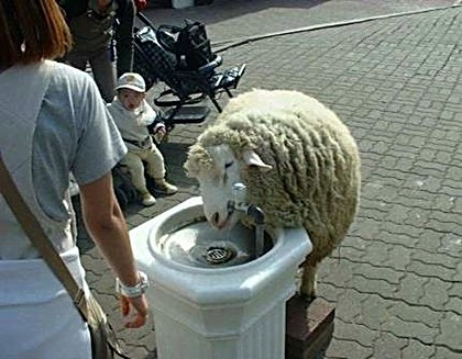 sheep_at_fountain.jpg