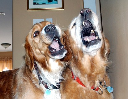 singing-dogs.jpg