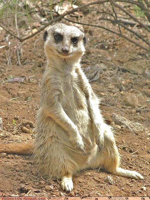 smiling_meerkat.jpg