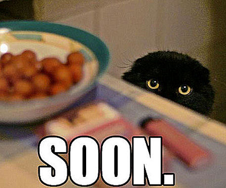 soon-cat2261114.jpg
