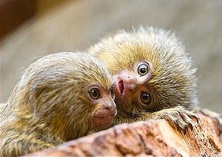 two_monkeys.jpg