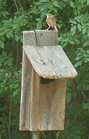 wren_5.jpg