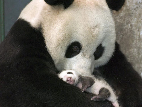 1336138348_panda_mom_with_baby.jpg