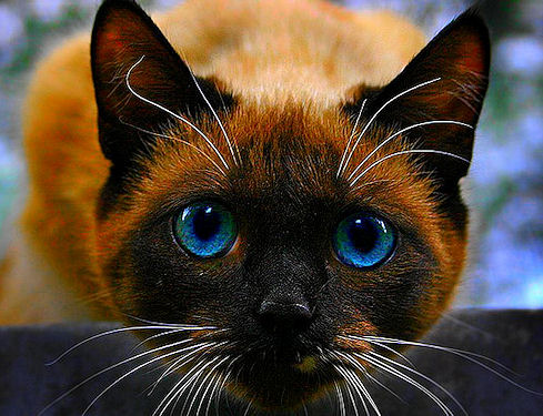1336188792_the_eyes_have_it.jpg