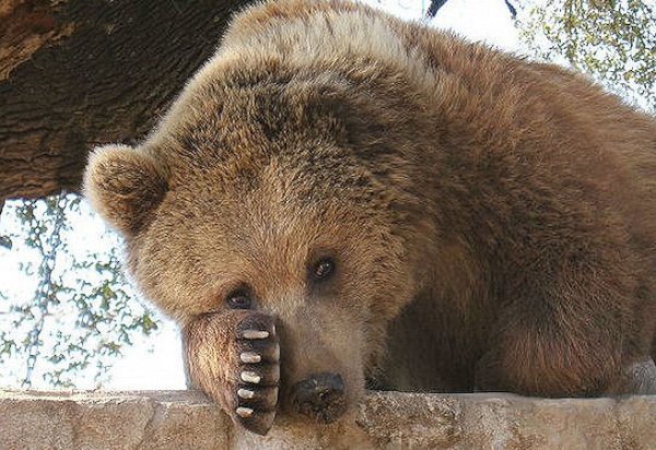 1336270819_george_grizzly.jpg