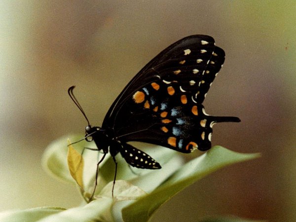 1341867623_black_swallowtail.jpg