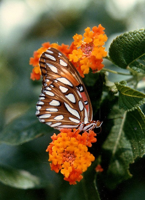 1341867644_gulf_fritillary.jpg