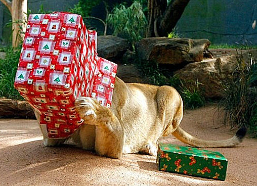 1356411246_lion_head_in_xmas_box.jpg