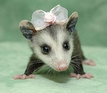 1356669367_cutepossum.jpg