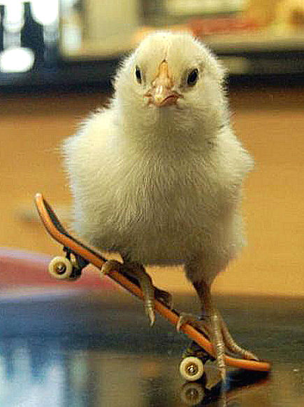1364680291_chick_on_skateboard.jpg