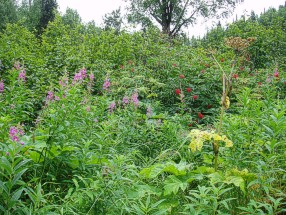 Alaska-roadsides.jpg