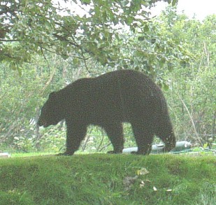 BlackBearatpreserve.jpg