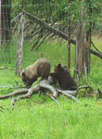BlackandBrowncubs.jpg